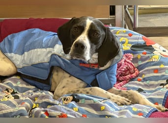 Agathi - tolle junge Hündin - Tierhilfe Franken e.V.