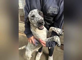 freundlicher Pointer Rüde Bobby sucht ein Zuhause oder Pflegestelle