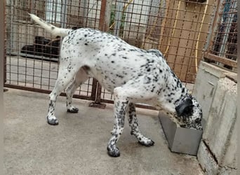 freundlicher Pointer Rüde Bobby sucht ein Zuhause oder Pflegestelle