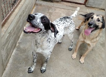 freundlicher Pointer Rüde Bobby sucht ein Zuhause oder Pflegestelle