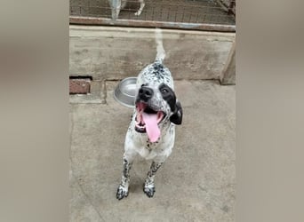 freundlicher Pointer Rüde Bobby sucht ein Zuhause oder Pflegestelle