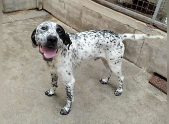 freundlicher Pointer Rüde Bobby sucht ein Zuhause oder Pflegestelle