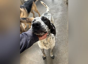 freundlicher Pointer Rüde Bobby sucht ein Zuhause oder Pflegestelle