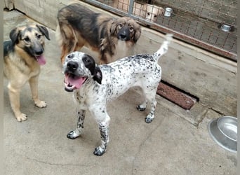 freundlicher Pointer Rüde Bobby sucht ein Zuhause oder Pflegestelle