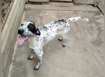 freundlicher Pointer Rüde Bobby sucht ein Zuhause oder Pflegestelle