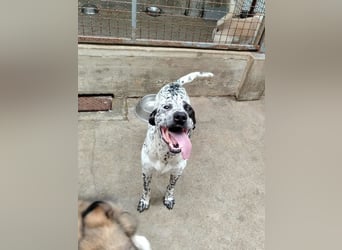 freundlicher Pointer Rüde Bobby sucht ein Zuhause oder Pflegestelle