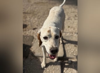 Blanquita ,eine sanfte Pointerseele sucht ihren Neuanfang