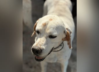 Blanquita ,eine sanfte Pointerseele sucht ihren Neuanfang