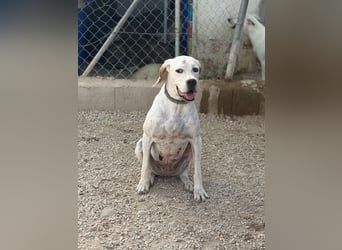 Blanquita ,eine sanfte Pointerseele sucht ihren Neuanfang