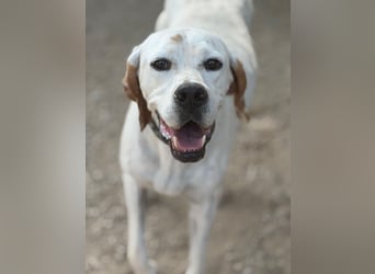 Blanquita ,eine sanfte Pointerseele sucht ihren Neuanfang