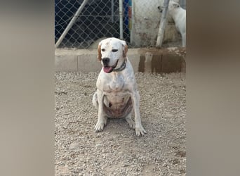 Blanquita ,eine sanfte Pointerseele sucht ihren Neuanfang