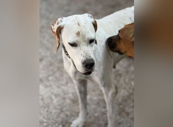 Blanquita ,eine sanfte Pointerseele sucht ihren Neuanfang