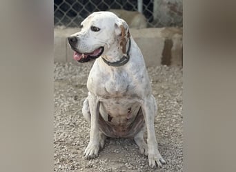 Blanquita ,eine sanfte Pointerseele sucht ihren Neuanfang