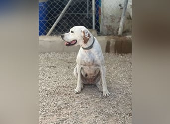 Blanquita ,eine sanfte Pointerseele sucht ihren Neuanfang