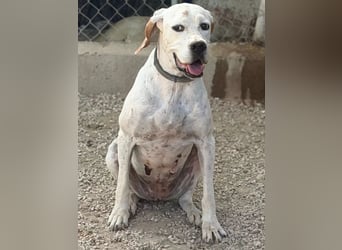 Blanquita ,eine sanfte Pointerseele sucht ihren Neuanfang