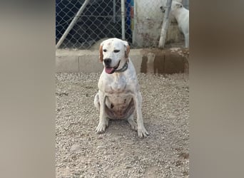 Blanquita ,eine sanfte Pointerseele sucht ihren Neuanfang