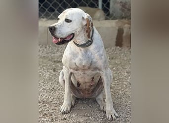 Blanquita ,eine sanfte Pointerseele sucht ihren Neuanfang