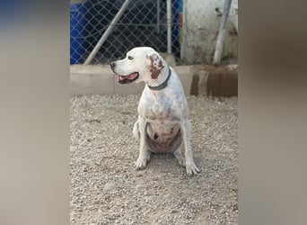 Blanquita ,eine sanfte Pointerseele sucht ihren Neuanfang