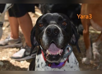 Yara3 geb. 10/2018 (ESP) - unglaublich liebevolle Pointer-Hündin!