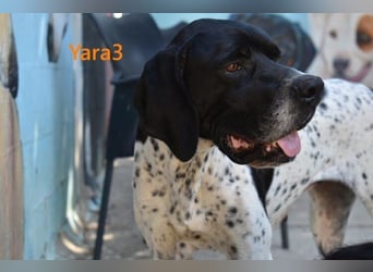 Yara3 geb. 10/2018 (ESP) - unglaublich liebevolle Pointer-Hündin!