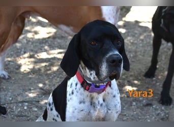 Yara3 geb. 10/2018 (ESP) - unglaublich liebevolle Pointer-Hündin!