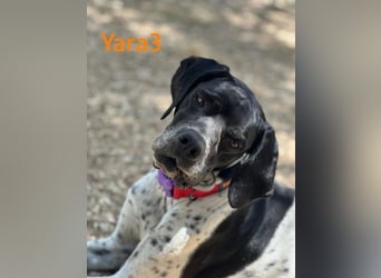 Yara3 geb. 10/2018 (ESP) - unglaublich liebevolle Pointer-Hündin!