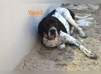 Yara3 geb. 10/2018 (ESP) - unglaublich liebevolle Pointer-Hündin!