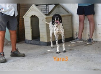 Yara3 geb. 10/2018 (ESP) - unglaublich liebevolle Pointer-Hündin!