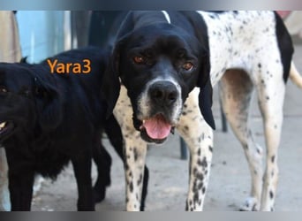 Yara3 geb. 10/2018 (ESP) - unglaublich liebevolle Pointer-Hündin!