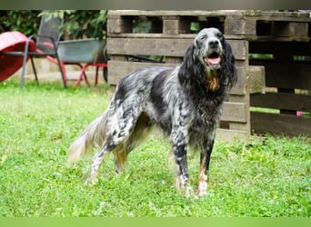 Gloria - Herzenshund sucht Sofa und Streichel-Abo