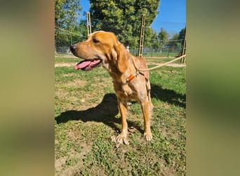 Bella - Die vier schönen Schwestern