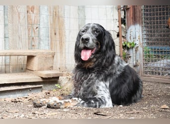 Gloria - Herzenshund sucht Sofa und Streichel-Abo