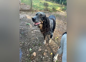 Gloria - Herzenshund sucht Sofa und Streichel-Abo