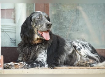 Gloria - Herzenshund sucht Sofa und Streichel-Abo