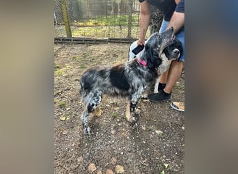 Gloria - Herzenshund sucht Sofa und Streichel-Abo