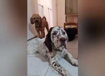 Sirio - Familienanhang bevorzugt