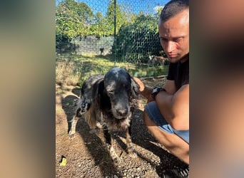 Gloria - Herzenshund sucht Sofa und Streichel-Abo