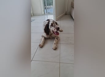 Sirio - Familienanhang bevorzugt