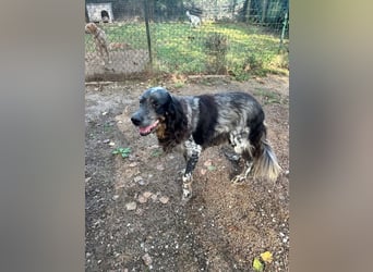 Gloria - Herzenshund sucht Sofa und Streichel-Abo