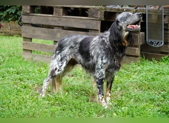 Gloria - Herzenshund sucht Sofa und Streichel-Abo