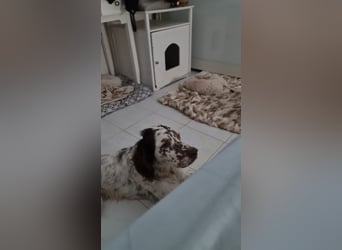 Sirio - Familienanhang bevorzugt