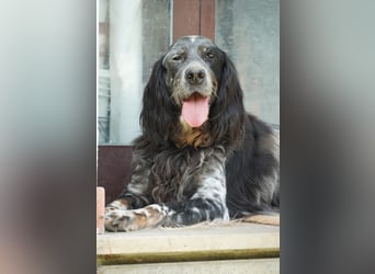 Gloria - Herzenshund sucht Sofa und Streichel-Abo