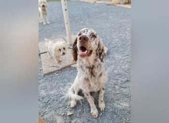 Sirio - Familienanhang bevorzugt