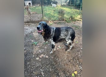 Gloria - Herzenshund sucht Sofa und Streichel-Abo