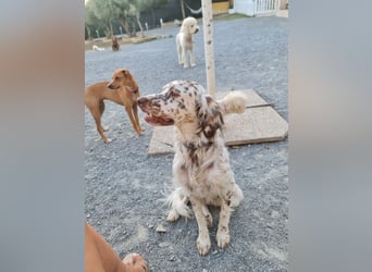 Sirio - Familienanhang bevorzugt