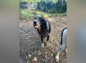 Gloria - Herzenshund sucht Sofa und Streichel-Abo