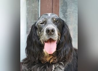 Gloria - Herzenshund sucht Sofa und Streichel-Abo