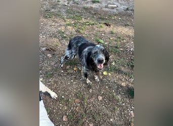 Gloria - Herzenshund sucht Sofa und Streichel-Abo