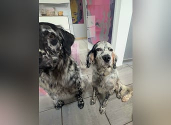 Vermittlungshilfe für Chase