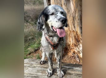 Vermittlungshilfe für Chase